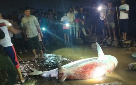 मुंबई : मुंबई के नदी में मछली पकड़ने गए एक युवक  खूनी शार्क ने किया अटैक,