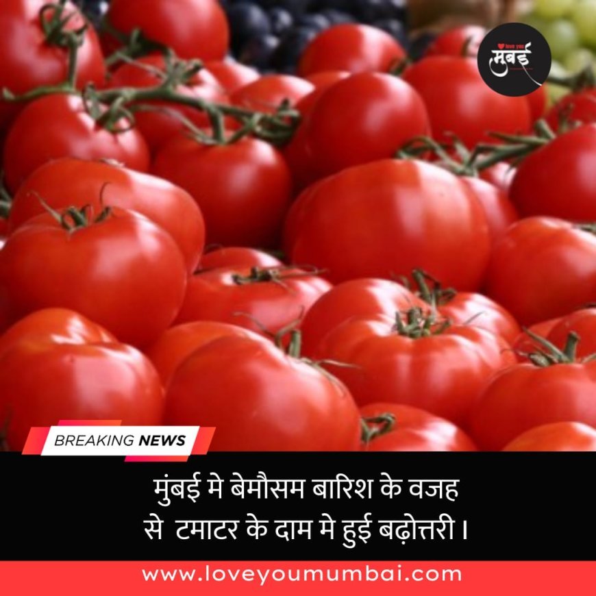 मुंबई में बेमौसम बारिश के कारण टमाटर की कीमतों में तेजी