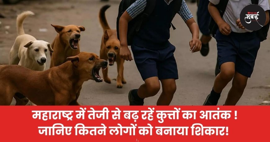 महाराष्ट्र में तेजी से बढ़ रहें कुत्तों का आतंक ! जानिए कितने लोगों को बनाया शिकार!